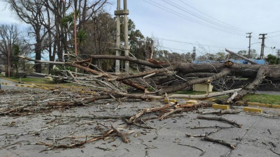 El inmenso árbol que el pasado día sábado se cayó en la Costanera y provocó daños en el tendido eléctrico.