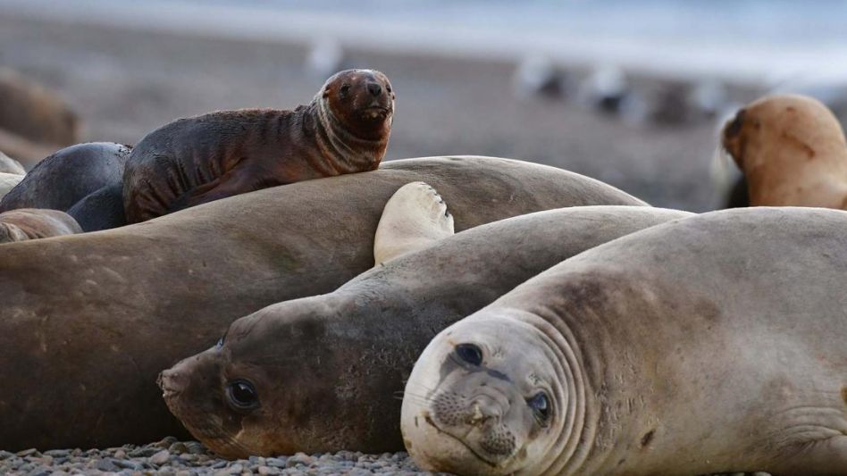 Cerraron la escollera sur de Mar del Plata por la llegada de gripe aviar en lobos marinos