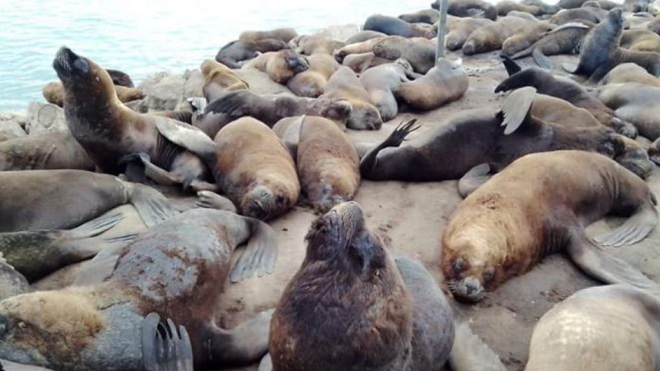 Ya murieron más de cien lobos marinos en las costas bonaerenses