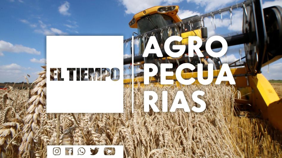 Alertan por la aparición de enfermedades fúngicas en el trigo