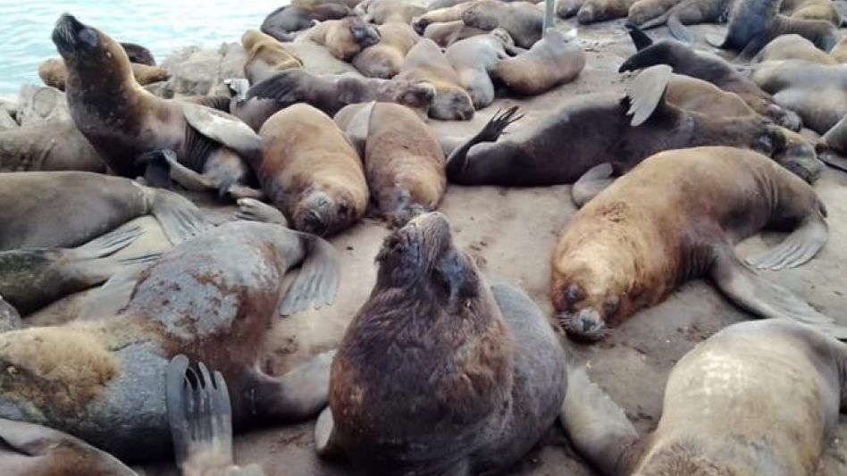 Gripe aviar: son seis los distritos bonaerenses que registraron contagios en lobos marinos