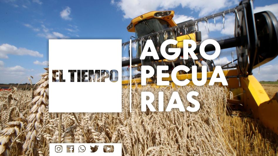 El 80% del trigo mejoró con las lluvias
