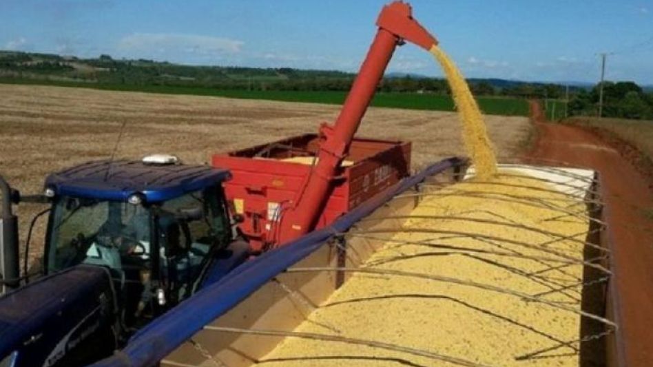 Argentina está estancada en superficie y en rendimientos, además de que la industria opera muy por debajo de la capacidad instalada, indicó un especialista.