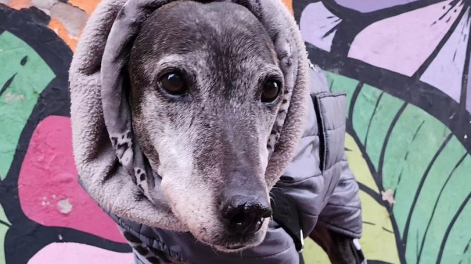 Desde Galgui Red se dedican además a la fabricación de accesorios para galgos y también para humanos. 