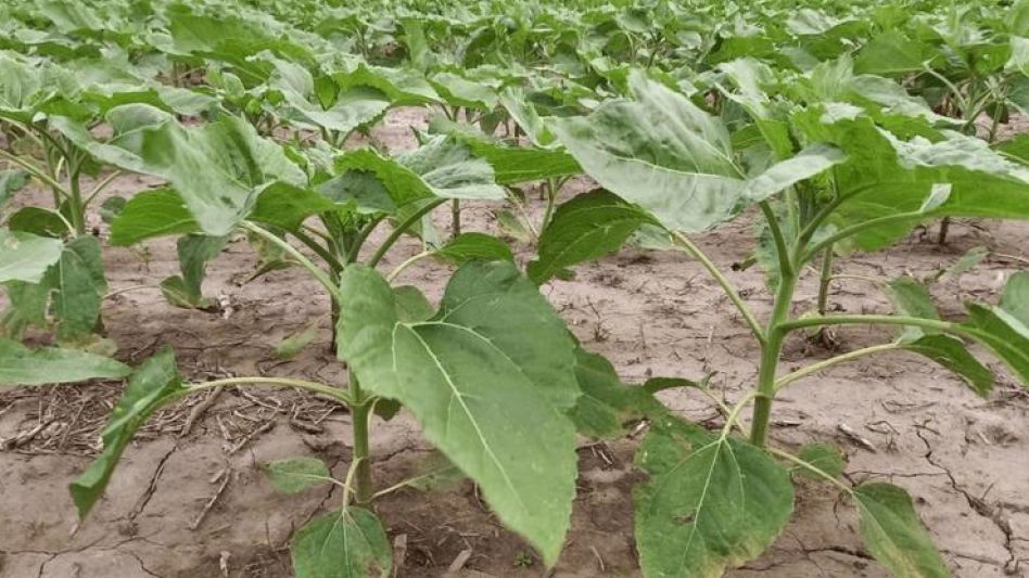 Girasol emergido sobre rastrojo de soja tardía, en el departamento General Obligado. BOLSA DE COMERCIO DE SANTA FE