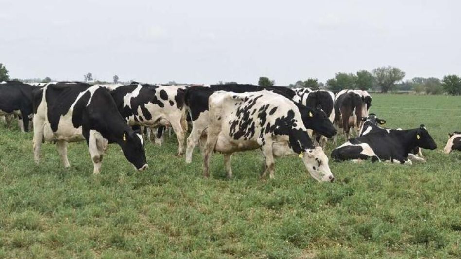 En lo que va del año, la faena de hembras alcanzó a los 5,28 millones de cabezas, 740 mil más que lo registrado de enero a septiembre del año pasado.