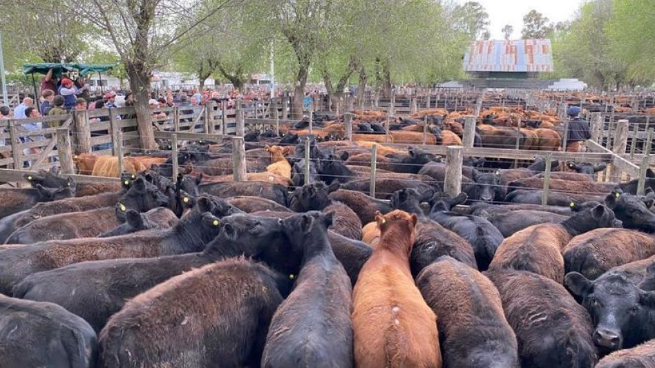 Calidad en la fila de terneros y topes de $1200 para los machos en Sivero y Cía.
