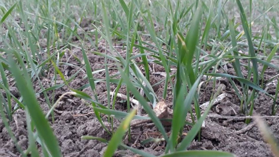 La condición de cultivo de trigo cayó 5,6% por la no ocurrencia de lluvias en las últimas semanas.