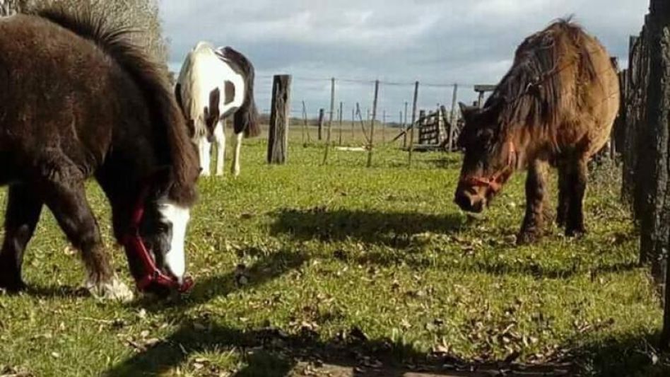 Índigo: Asociación civil ? centro de actividades terapéuticas asistidas con animales.
