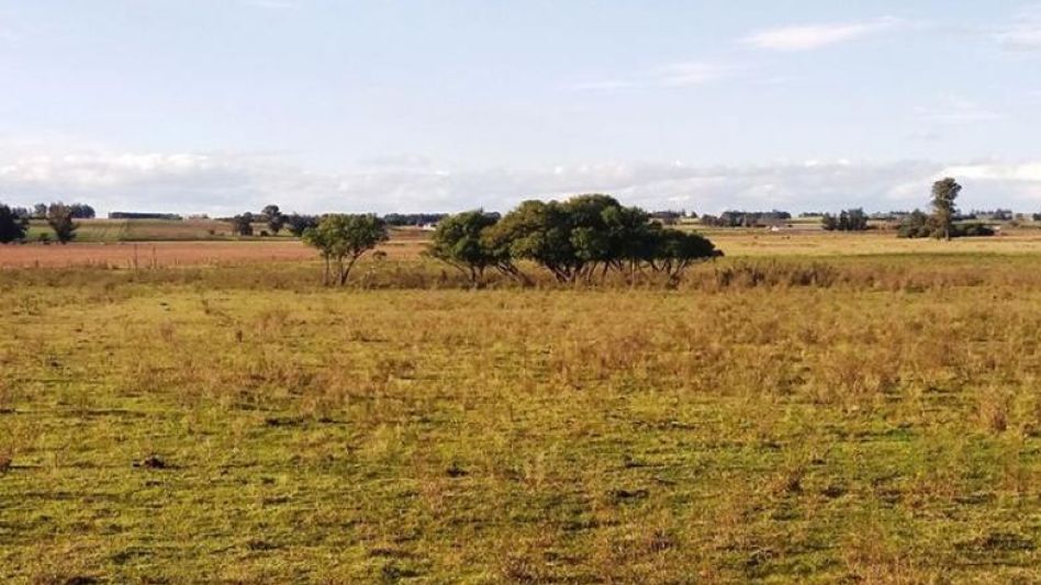 Según se informó desde la Cámara Argentina de Inmobiliarias Rurales, se notan indicios de reactivación en la comercialización de campos.