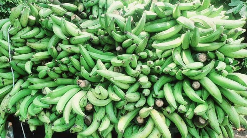 Banana, una destacada economía regional de la provincia de Formosa.