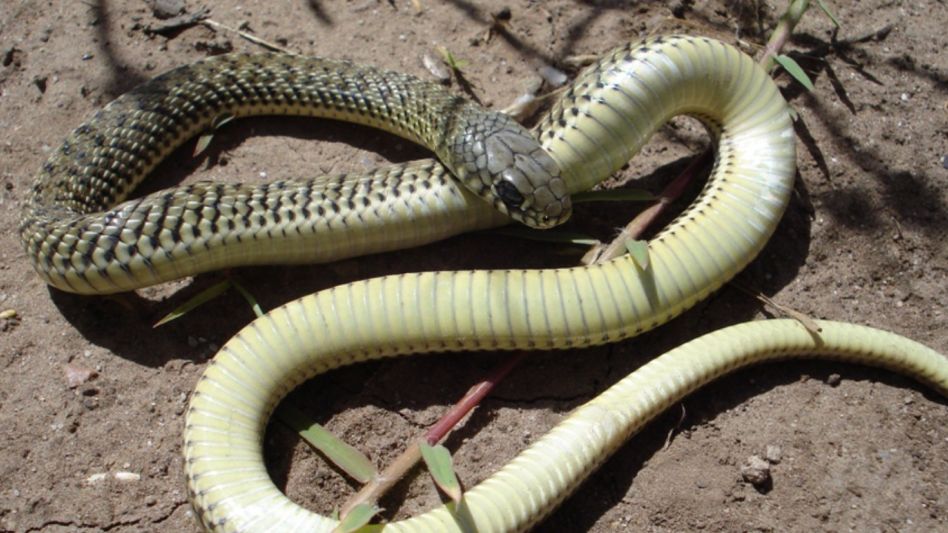 La Culebra Ratonera (Philodryas patagoniensis) se encuentra por toda la provincia.