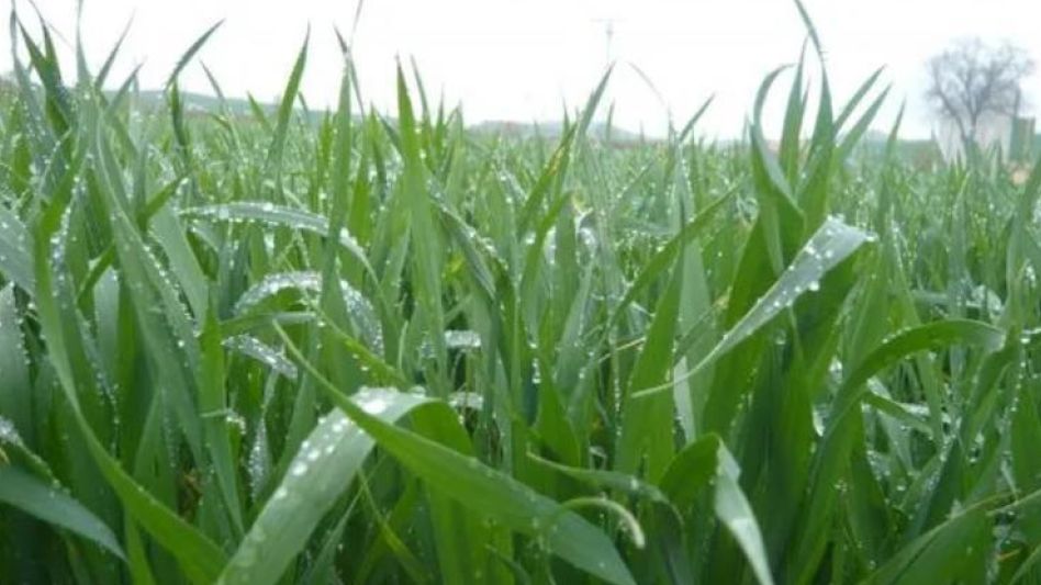 Las lluvias registradas en las últimas 72 horas en la región agrícola núcleo de Argentina representaron - un rayo de esperanza para los productores.