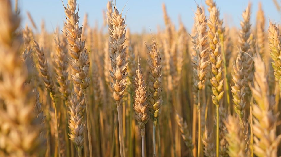 El Gobierno actualizó el valor de referencia del trigo y puede impactar en el pan