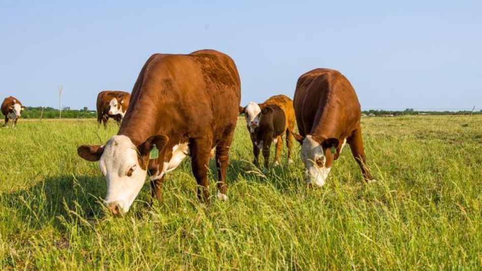 Bovinos: científicos del Conicet demostraron que la   tritrichomonosis también se origina por vía digestiva