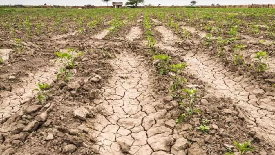 El gobierno bonaerense extenderá el estado de emergencia agropecuaria a 39 municipios afectados por la sequía.