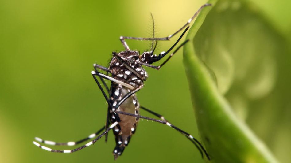 La vacuna del dengue ya está disponible en el país y se empezará a aplicar en el norte