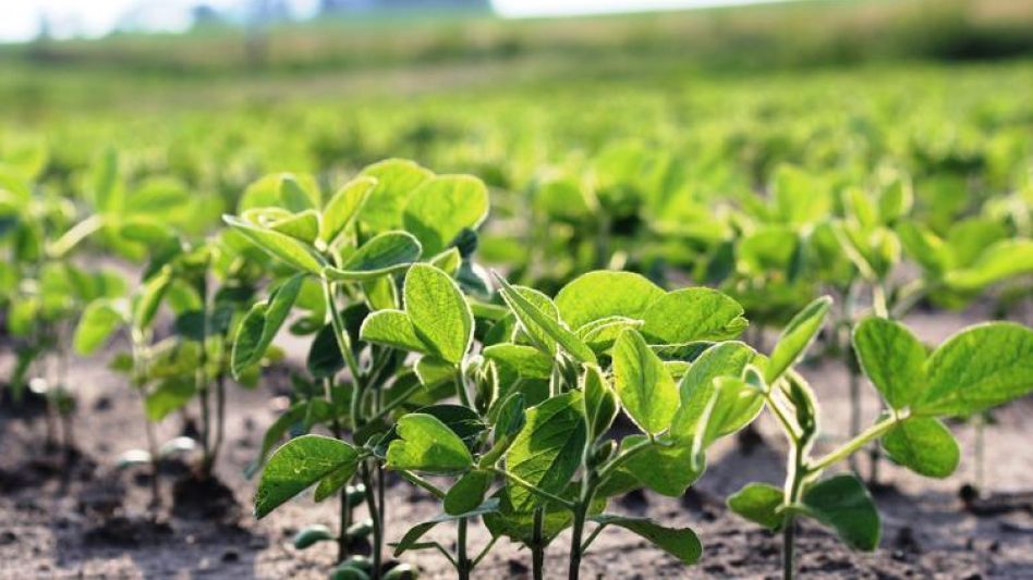 Con muy buenos acumulados de lluvias, se produjo una recomposición en la humedad de los suelos en gran parte del área agrícola nacional.