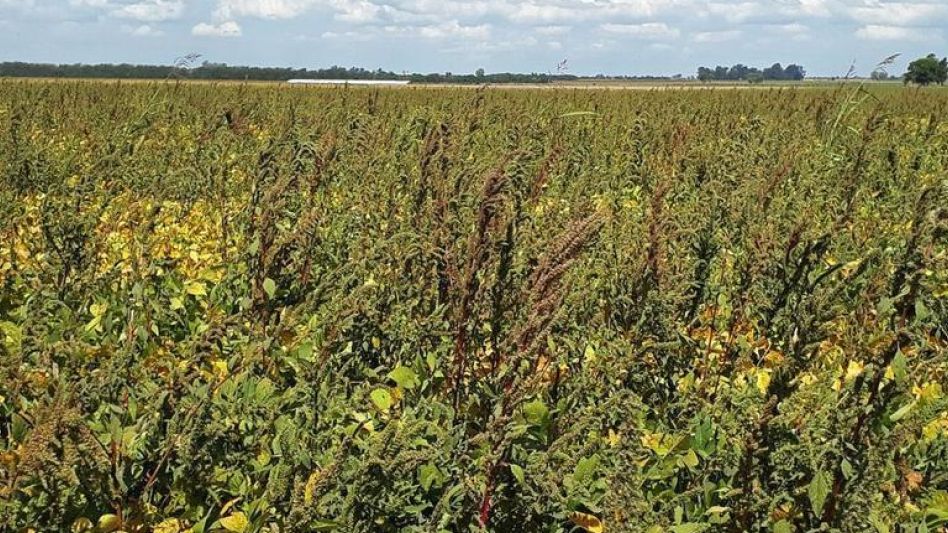 Existen más de 500 biotipos resistentes a herbicidas en 270 especies de malezas diferentes.