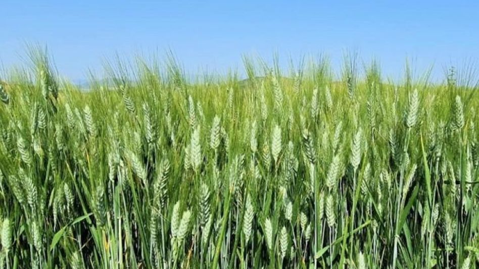 La producción de trigo en la provincia de Córdoba correspondiente a la campaña 2023/2024, podría alcanzar a las 957.000 toneladas.