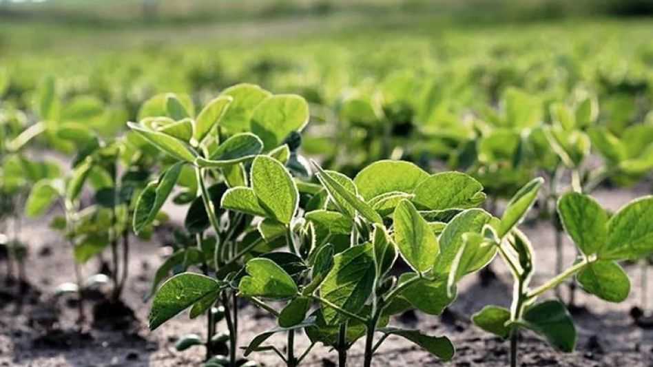 La soja le ganó superficie al maíz y al girasol    
