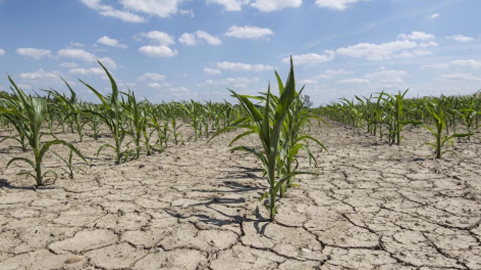   Cuantiosas pérdidas en  agricultura y ganadería  por el cambio climático