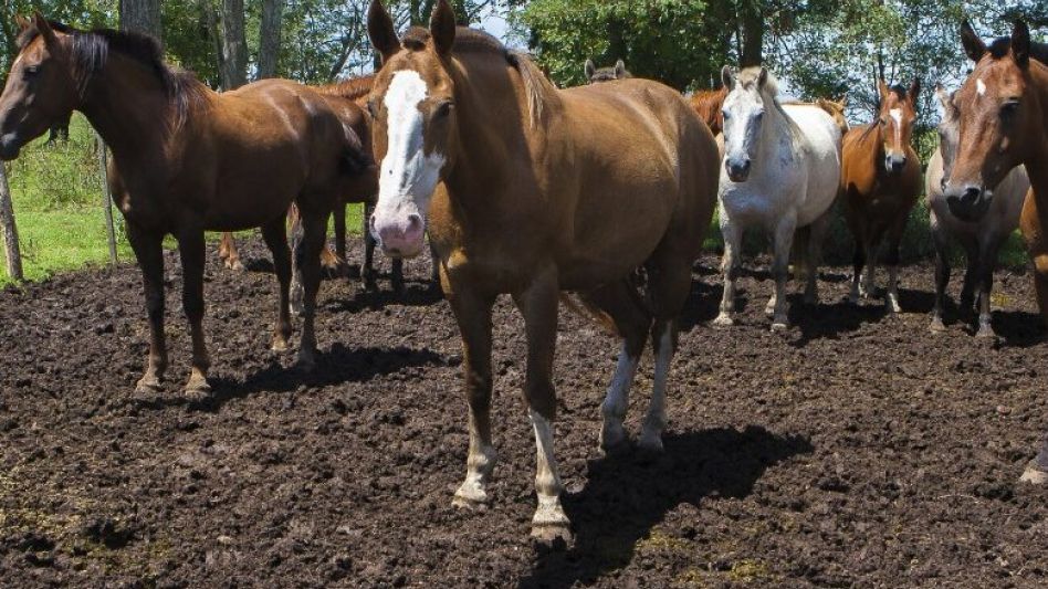 Encefalomielitis equina: ya son 98 los brotes confirmados en la provincia de Buenos Aires