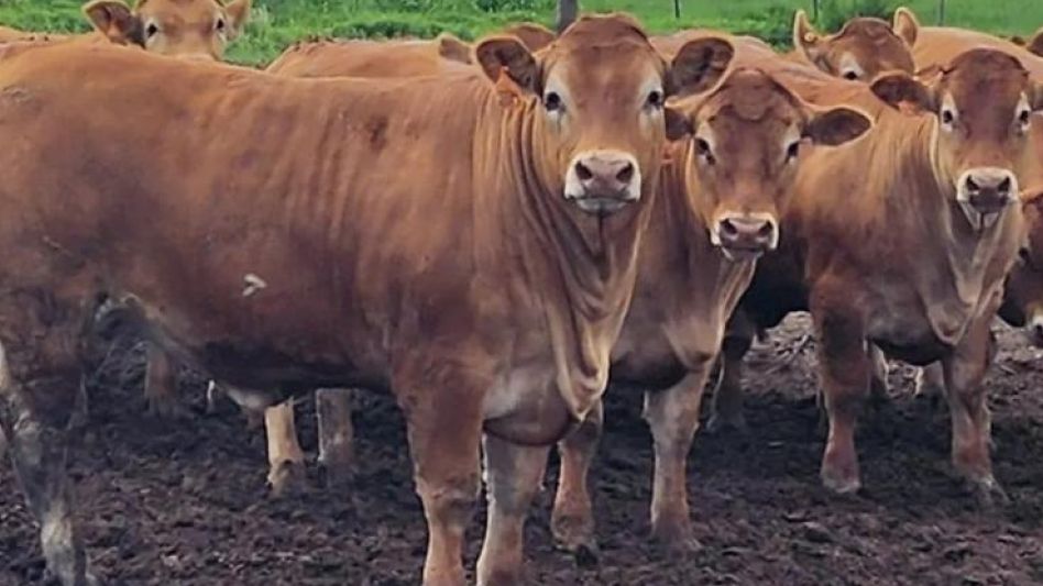 Varios trabajos de investigación demuestran que la raza Limousin supera en los resultados económicos al resto de las razas carniceras.