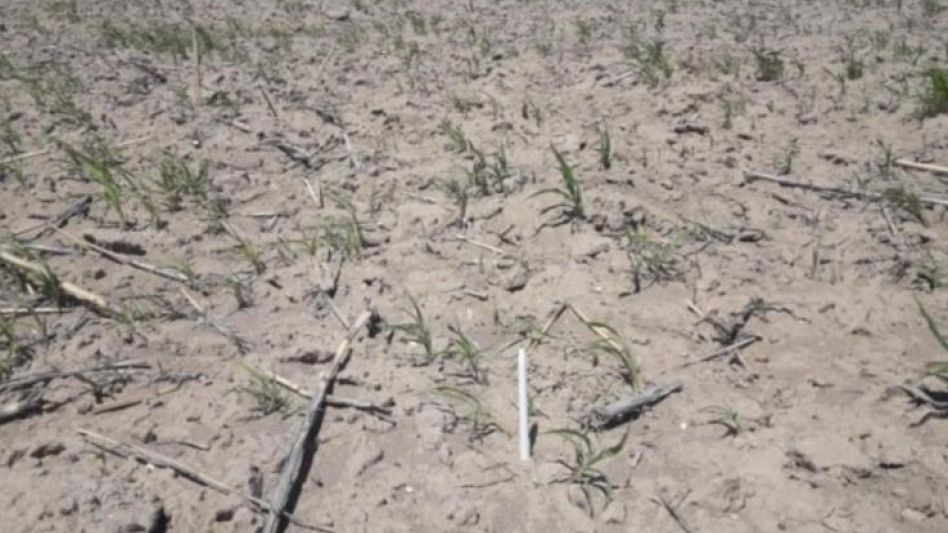 Productores advierten que en el sur bonaerense desaparecen  colonias agrícolas por la continuidad de la sequía y que la situación es crítica.