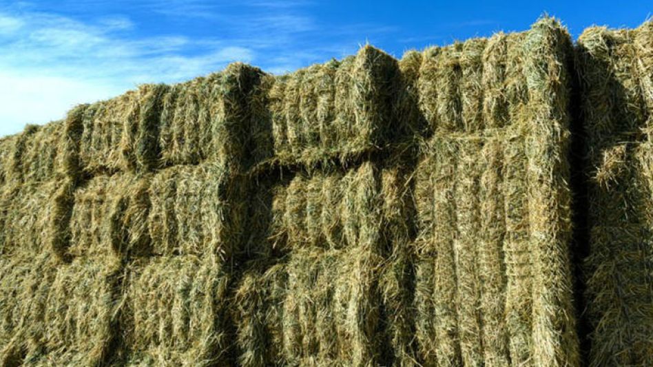 Desde el Cluster de la Alfalfa, dicen que las medidas económicas dispuestas por el Gobierno Nacional, cierran de manera positiva para la cadena vinculada al sector alfalfero.