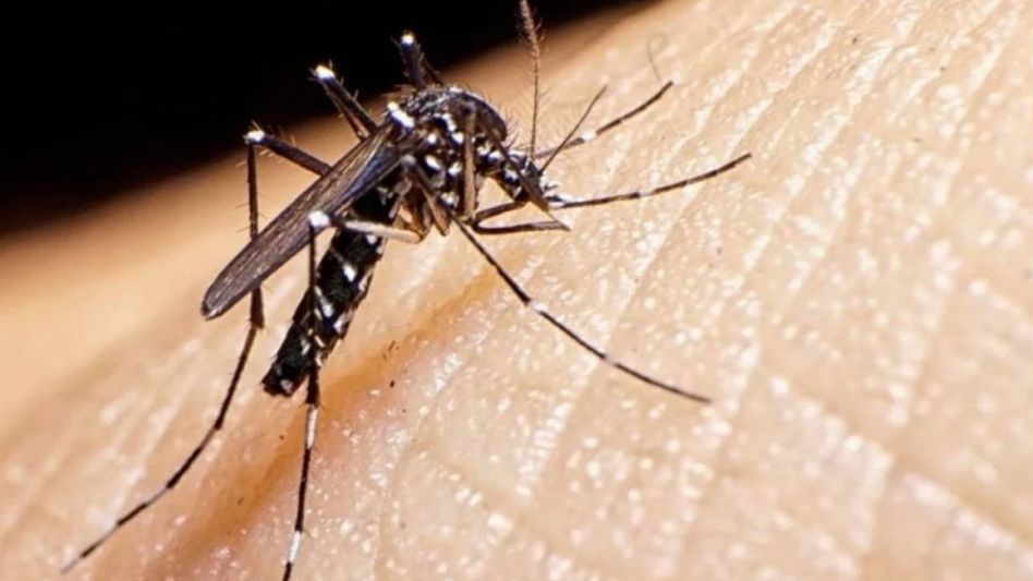 Dengue en la provincia: confirman un caso sin antecedente de viaje y alertan sobre posibles brotes