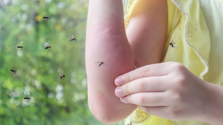 Invasión de mosquitos en el AMBA: son de la especie que contagia la encefalitis equina