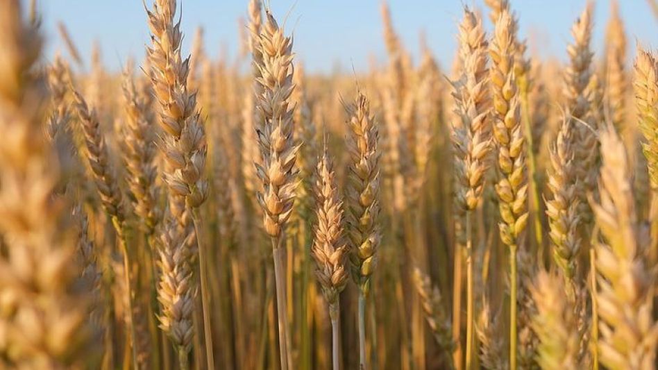  El Gobierno dispuso una prórroga excepcional de exportaciones de trigo