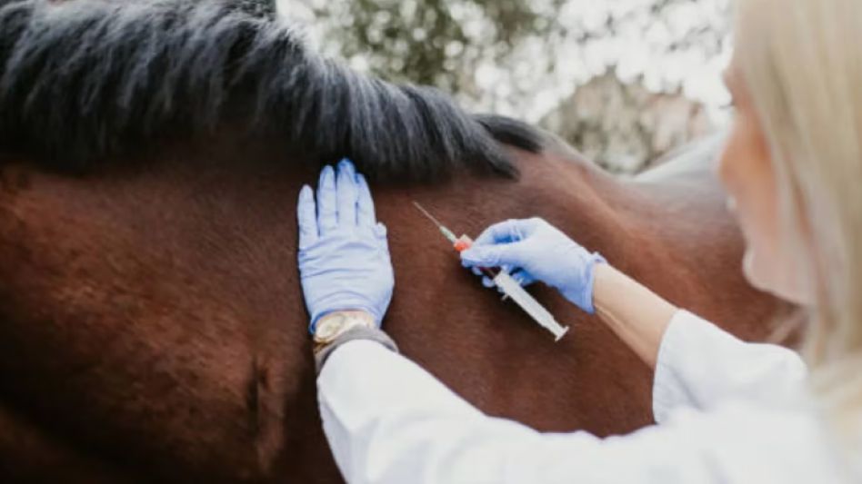Por los casos registrados de encefalomielitis   equina, la vacunación ahora es obligatoria