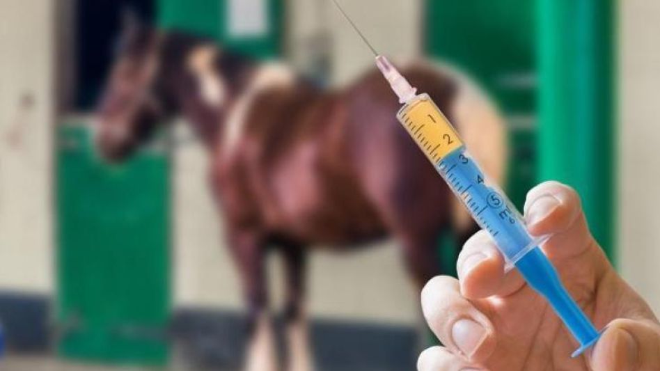 Se determinó que la vacuna contra la  encefalomielitis equina sea obligatoria