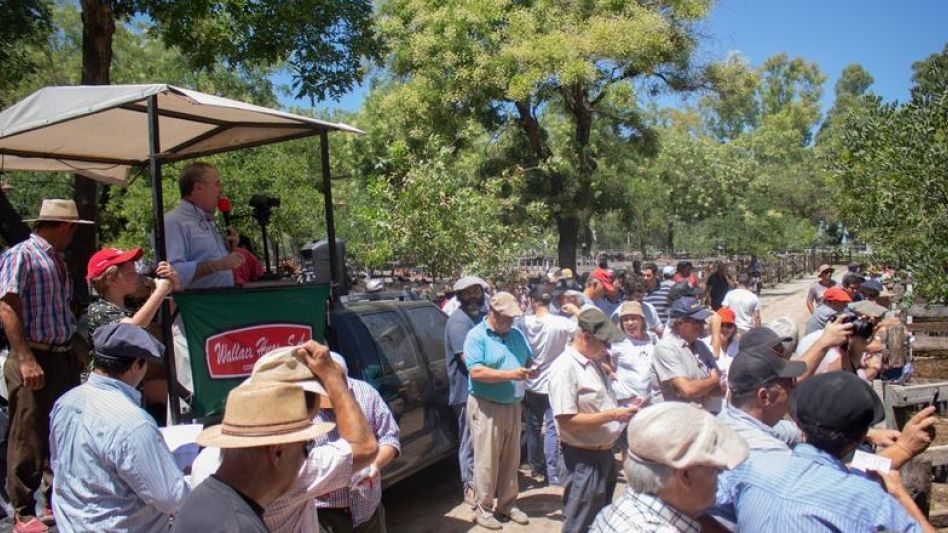 El miércoles último, en las instalaciones de la Sociedad Rural de Azul, firma consignataria Wallace S.A. llevó a cabo la subasta de 3.646 animales pertenecientes a más de 140 remitentes. 