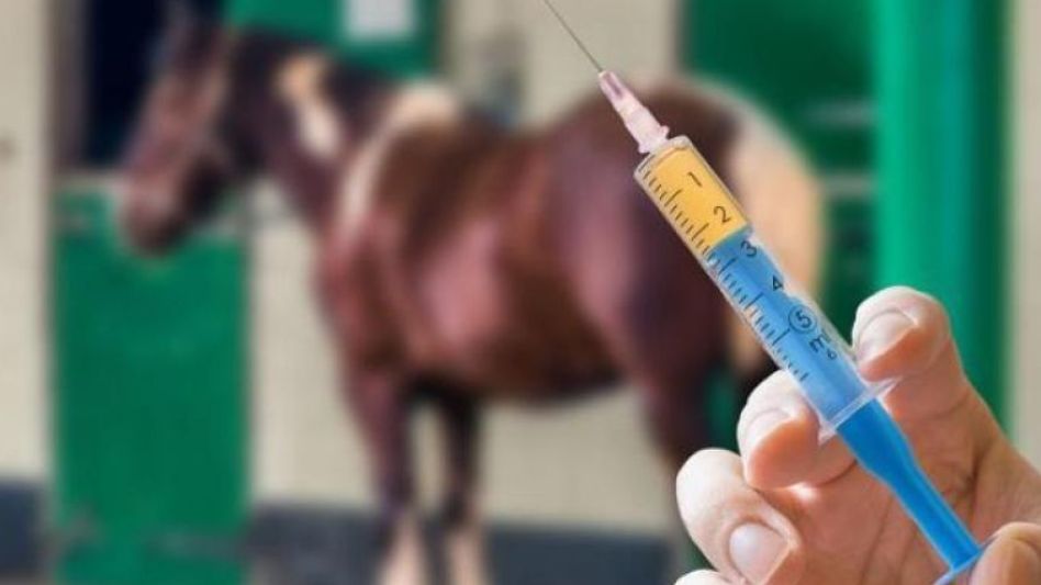 Zoonosis y los brotes de encefalomielitis equina