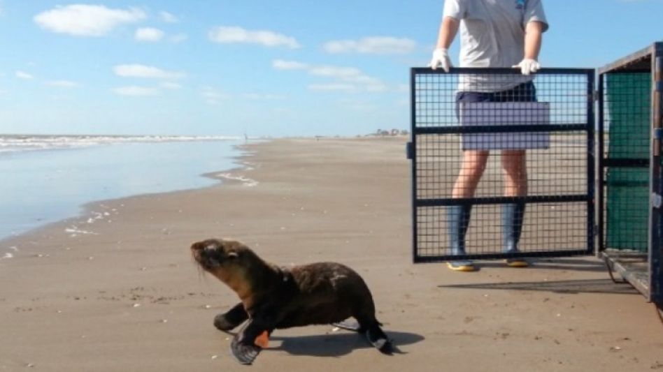 Costa Atlántica: tras rehabilitación devuelven al mar un lobo marino que estaba herido