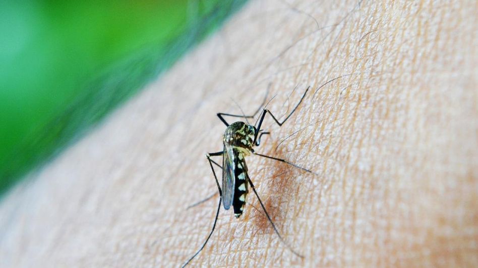  Reclaman al municipio medidas  contra la invasión de mosquitos