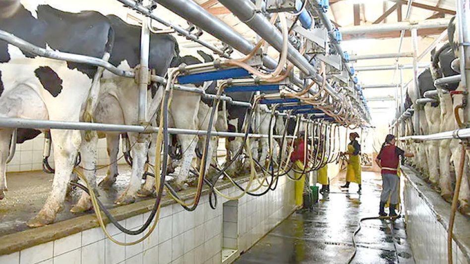 Importante descenso en enero   en la producción de los tambos