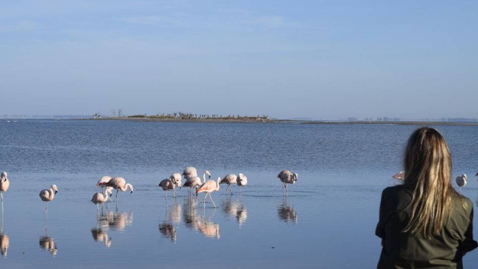 El hogar bonaerense de los flamencos australes