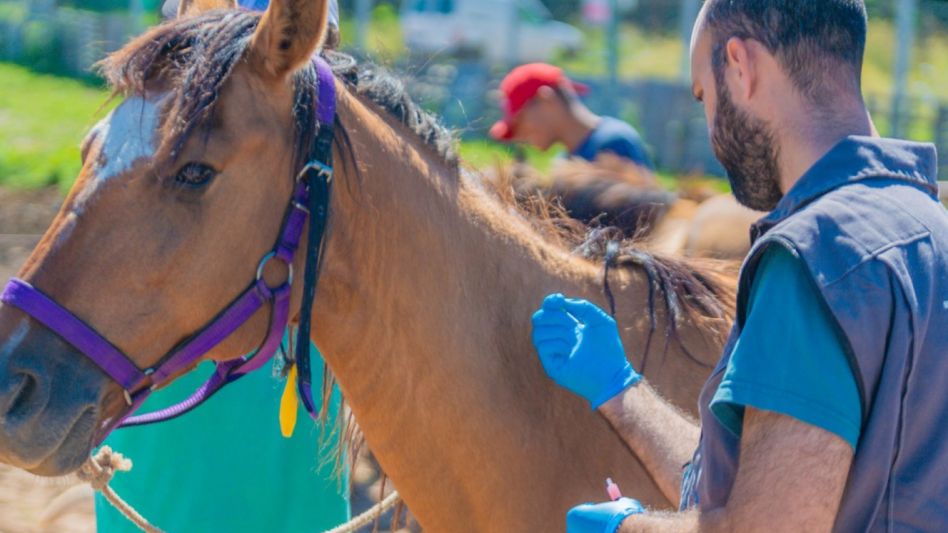 Ascienden a 32 los municipios que confirmaron casos de Encefalitis Equina en humanos