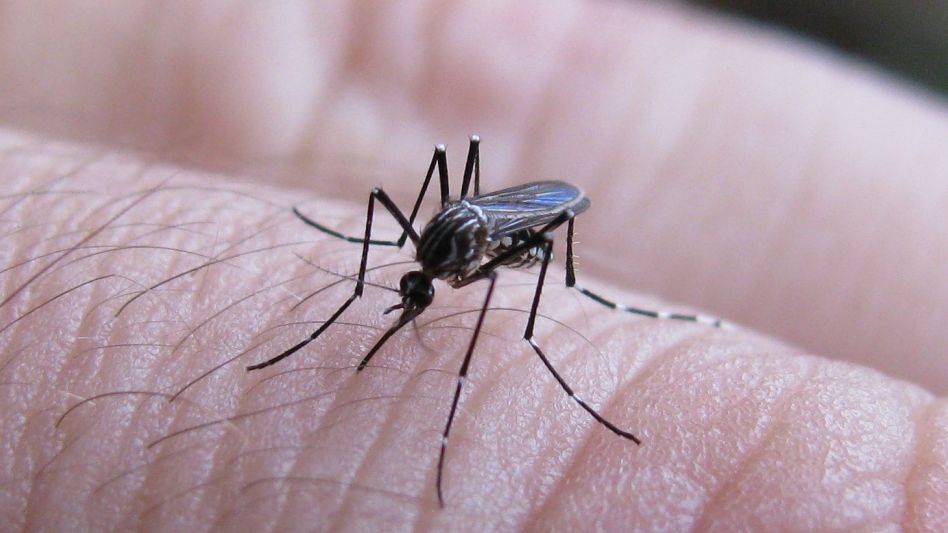 Dengue: los casos crecieron 66%, hay 25 municipios en brote y ya circula en el interior