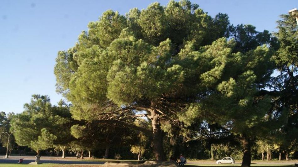 El retoño del Pino de San Lorenzo, ubicado en la Loma del Parque Municipal de Azul.  NACHO CORREA