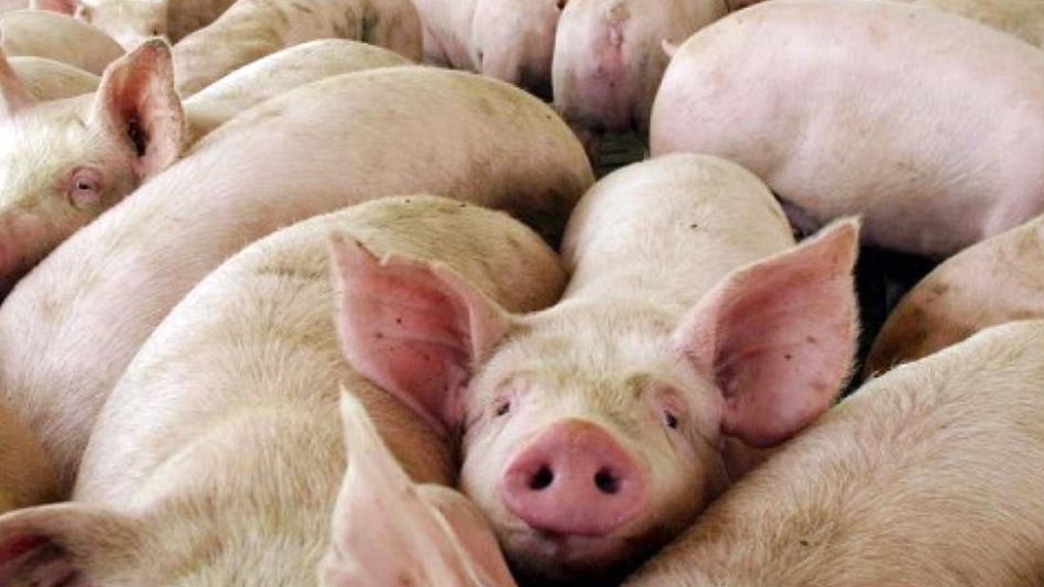 Casos de triquinosis en cerdo