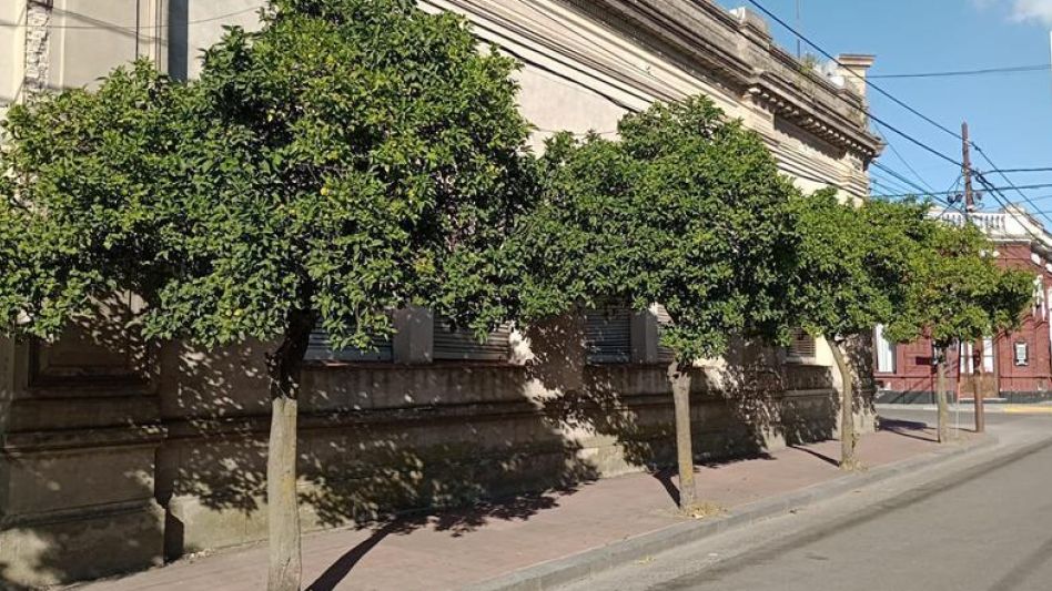  Naranjos amargos: un tesoro urbano de Azul