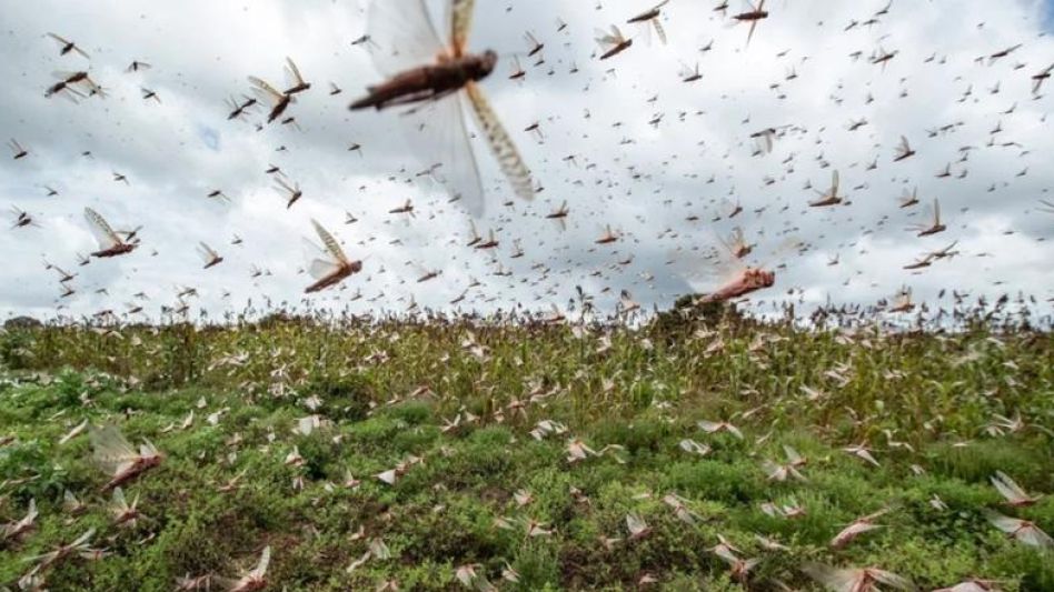 El SENASA declaró una alerta fitosanitaria por una plaga de langostas en el norte del país.