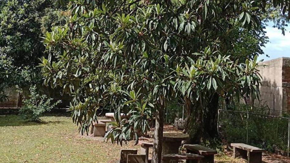 Un ejemplar de níspero, en el Parque Municipal de Azul.