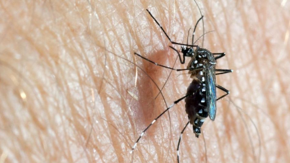 Dengue: se registran más de 180.000 casos, de los cuales el 90% son de 2024