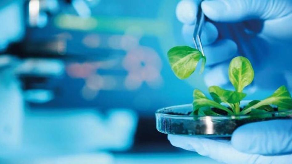 La creciente adopción de tecnologías biotecnológicas por parte de los productores agrícolas es cada vez más evidente.